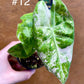 Alocasia nairobi nights variegata S NEW