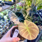 ALOCASIA BLACK VELVET PINK VARIEGATA M