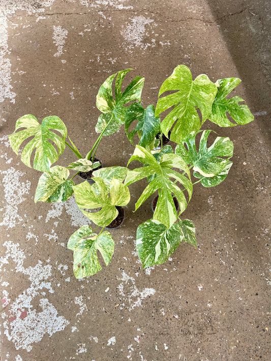 MONSTERA LEGACY M NEW