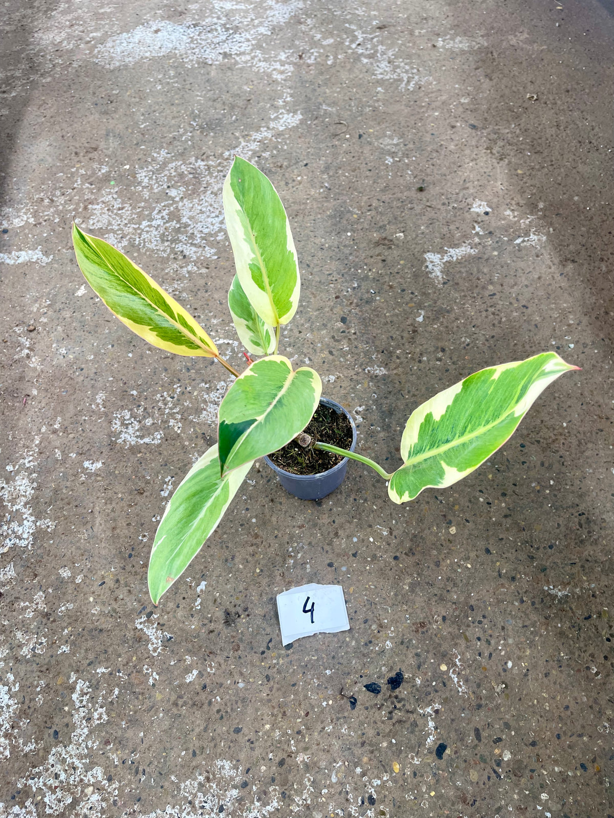 Philodendron Shady lady