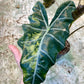 ALOCASIA PSEUDO SANDERIANA AUREA L