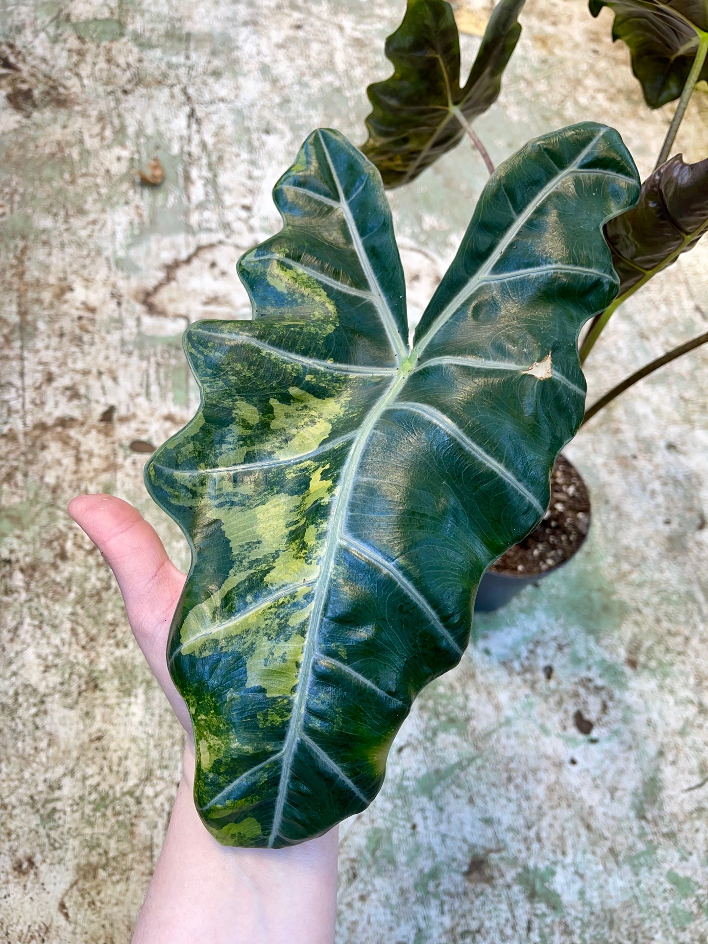 ALOCASIA PSEUDO SANDERIANA AUREA L