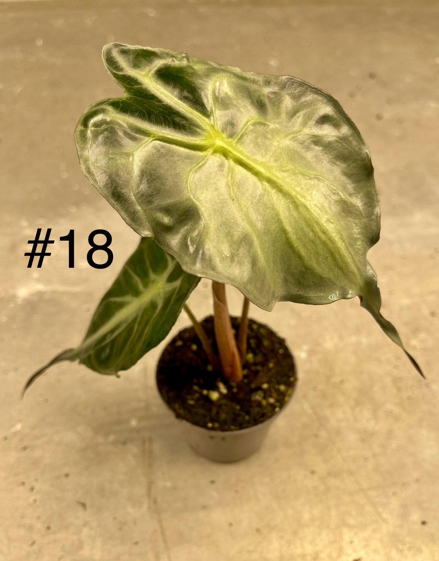 ALOCASIA VENOM S NEW