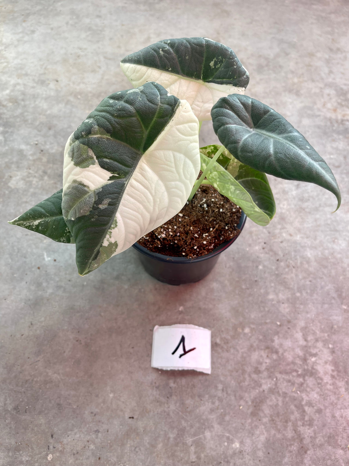 ALOCASIA MAHARANI ALBO VARIEGATA
