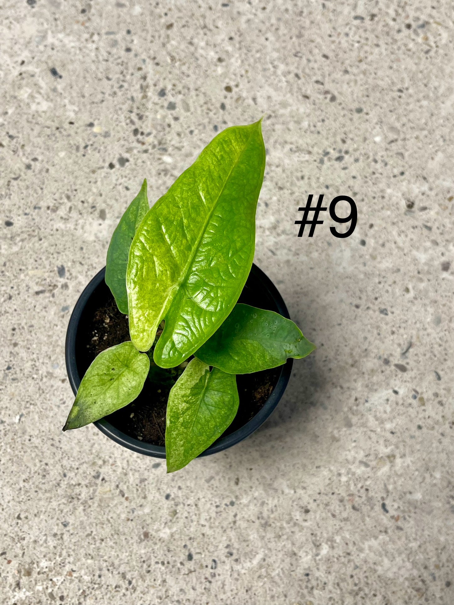 ALOCASIA GREEN CARPET VARIEGATA NEW