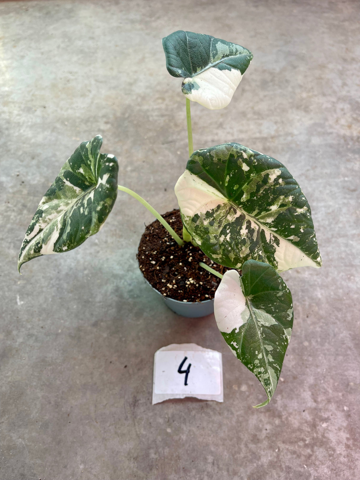 ALOCASIA MAHARANI ALBO VARIEGATA