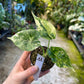 Alocasia dragon scale variegata