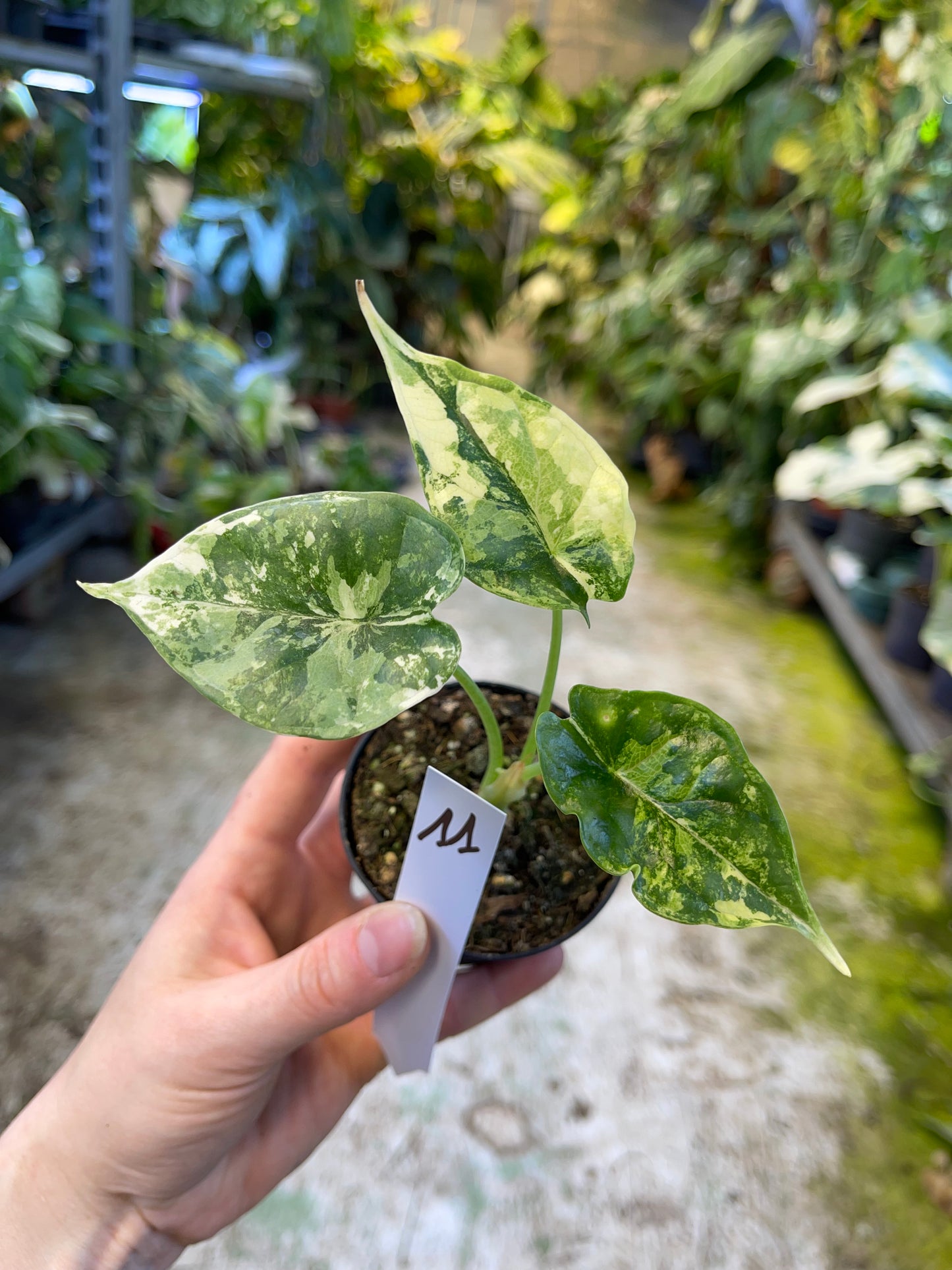Alocasia dragon scale variegata