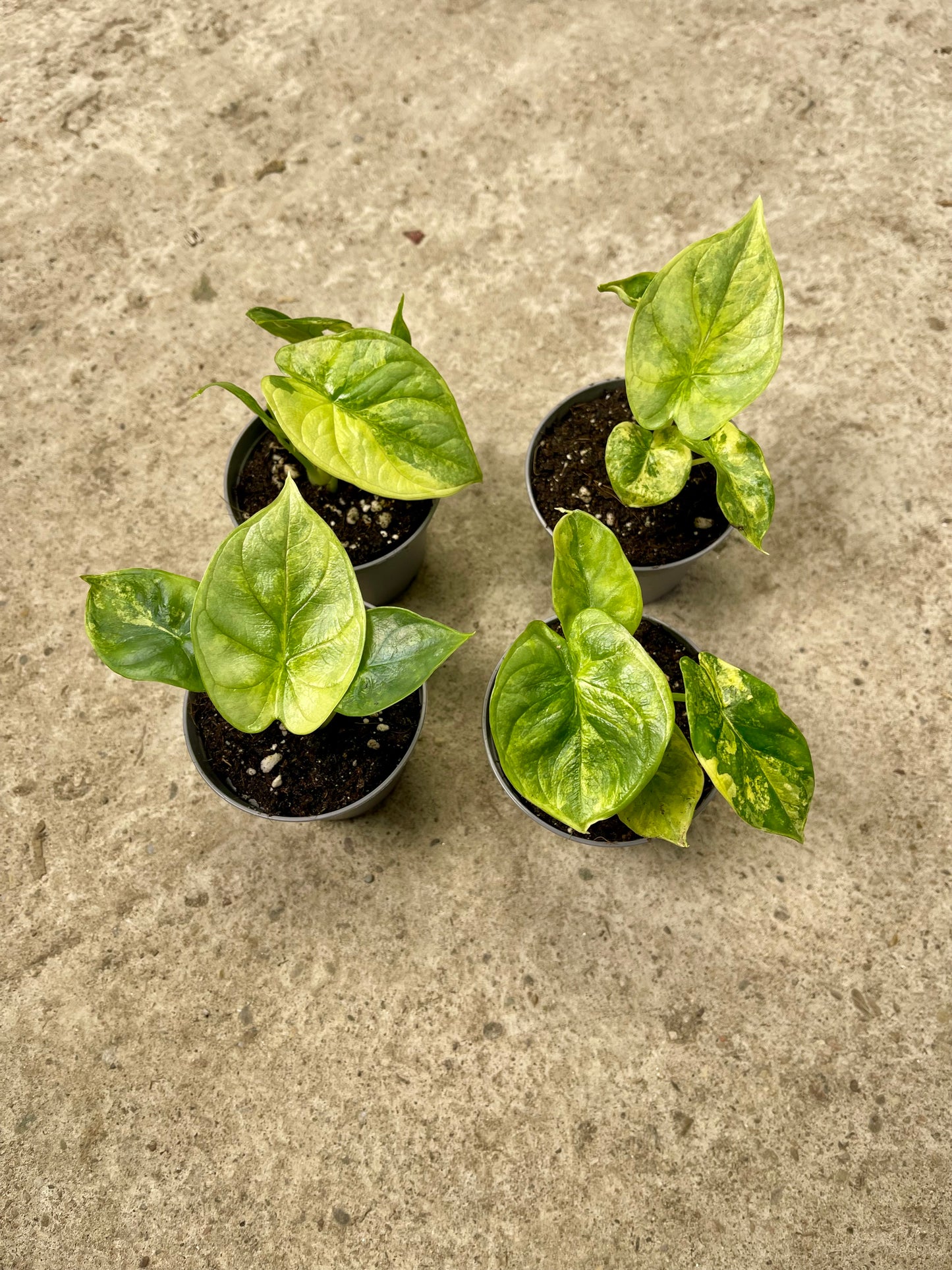 ALOCASIA SILVER DRAGON AUREA S NEW