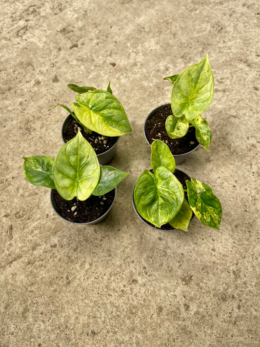 ALOCASIA SILVER DRAGON AUREA S NEW