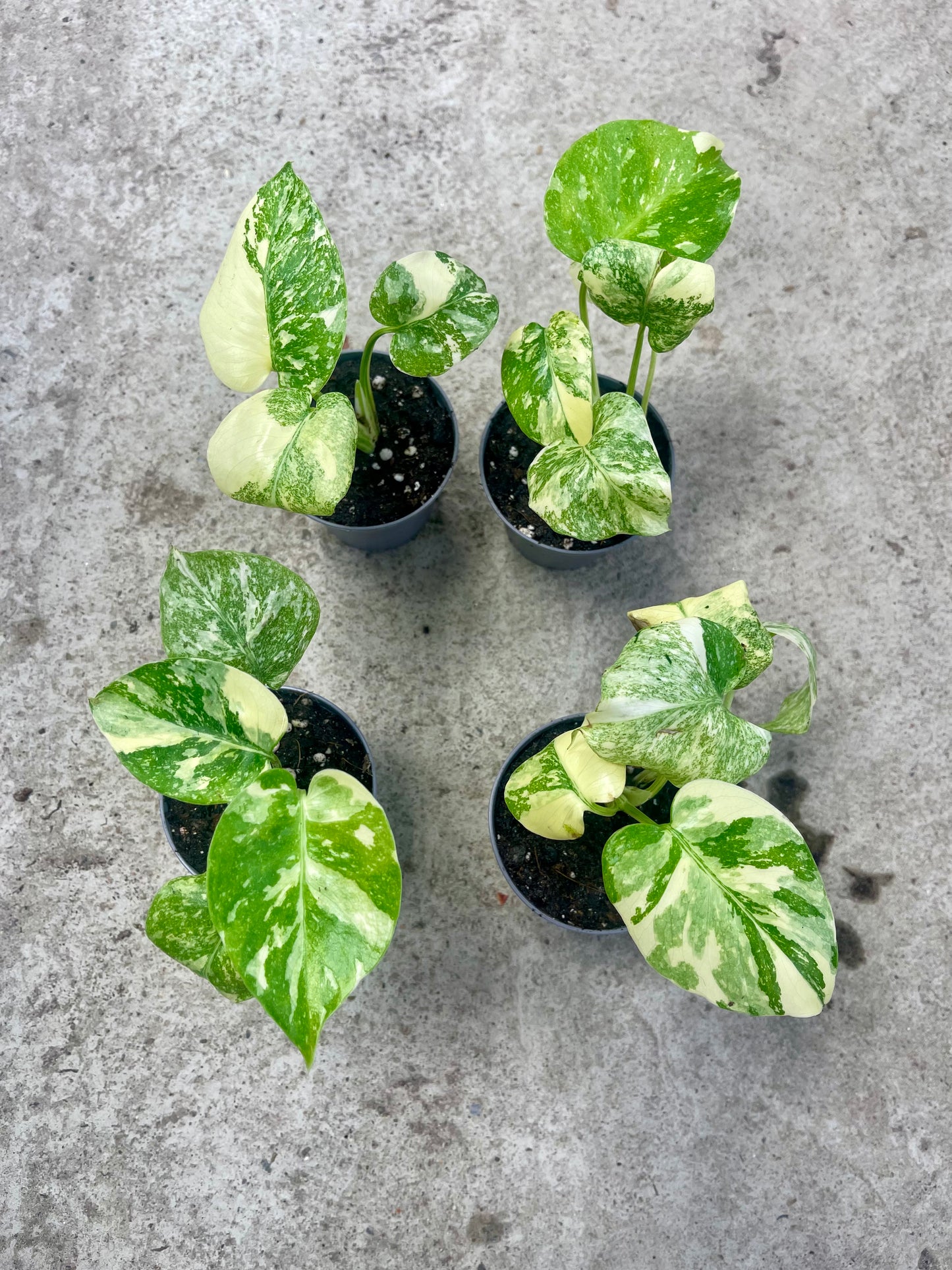 MONSTERA THAI CONSTELLATION CREME BRULEE S NEW