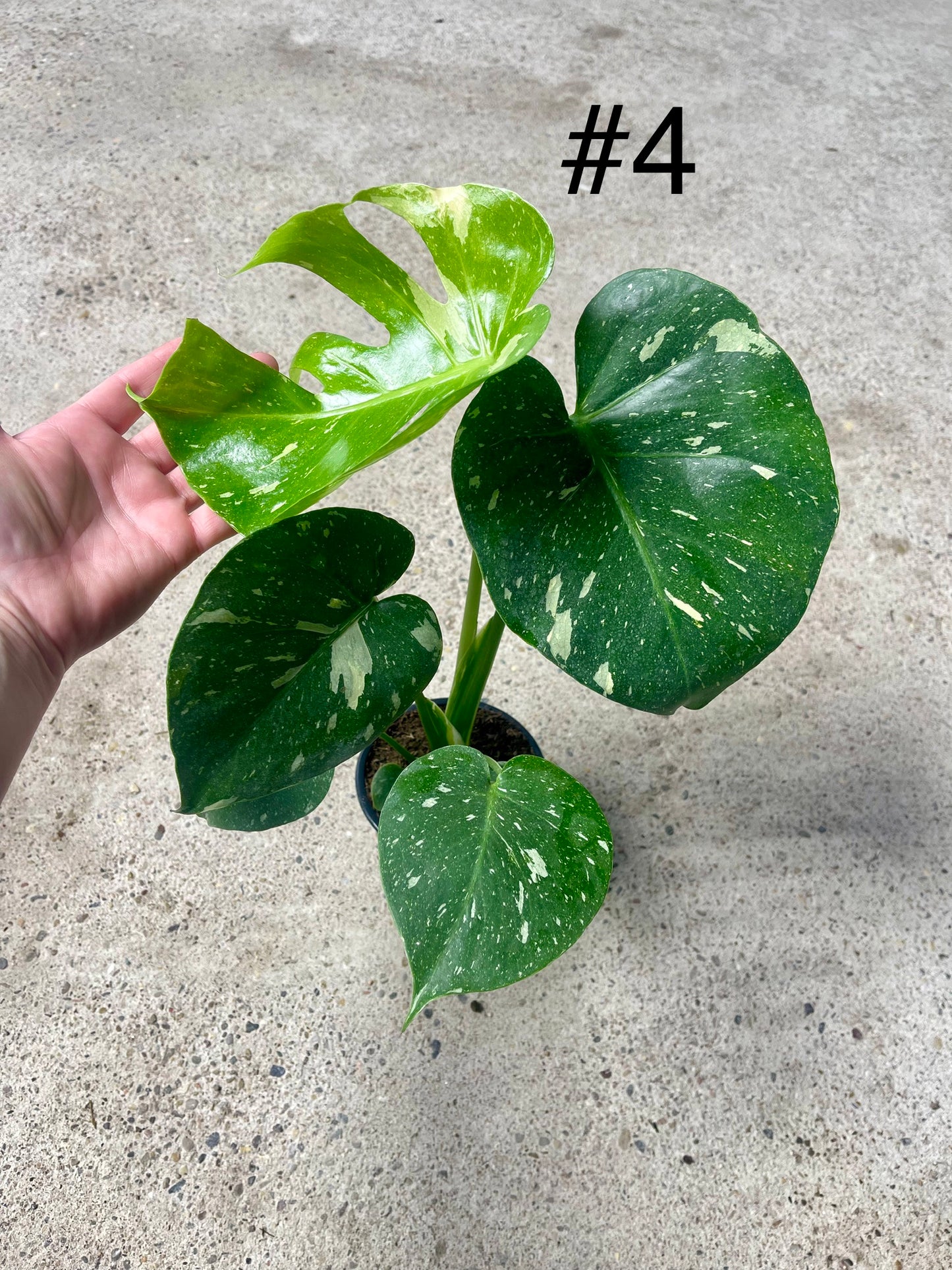 Monstera deliciosa thai constellation M