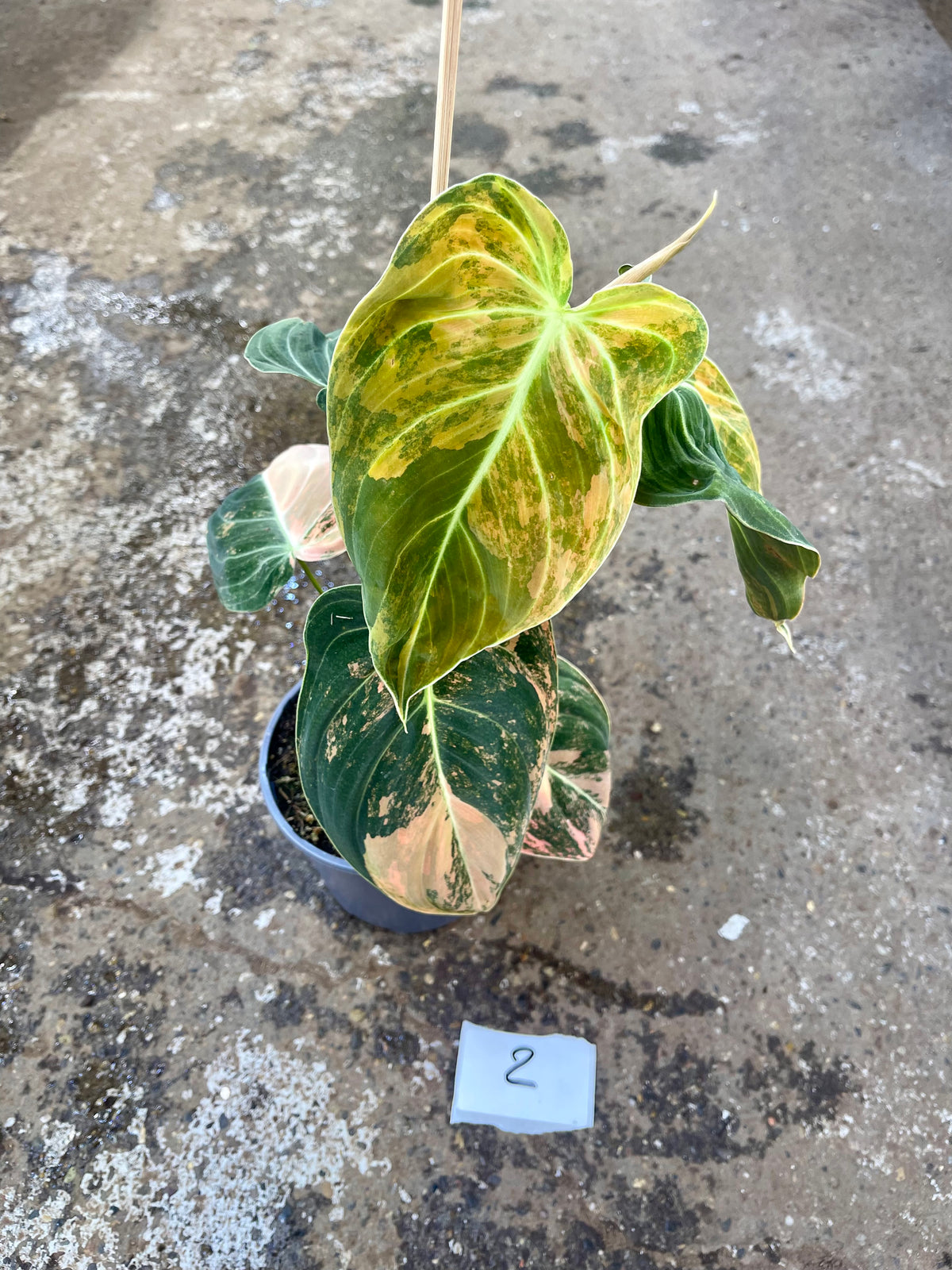PHILODENDRON MELANOCHRYSUM VARIEGATA / ORANGE PINK