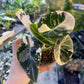 ALOCASIA BLACK VELVET PINK VARIEGATA M