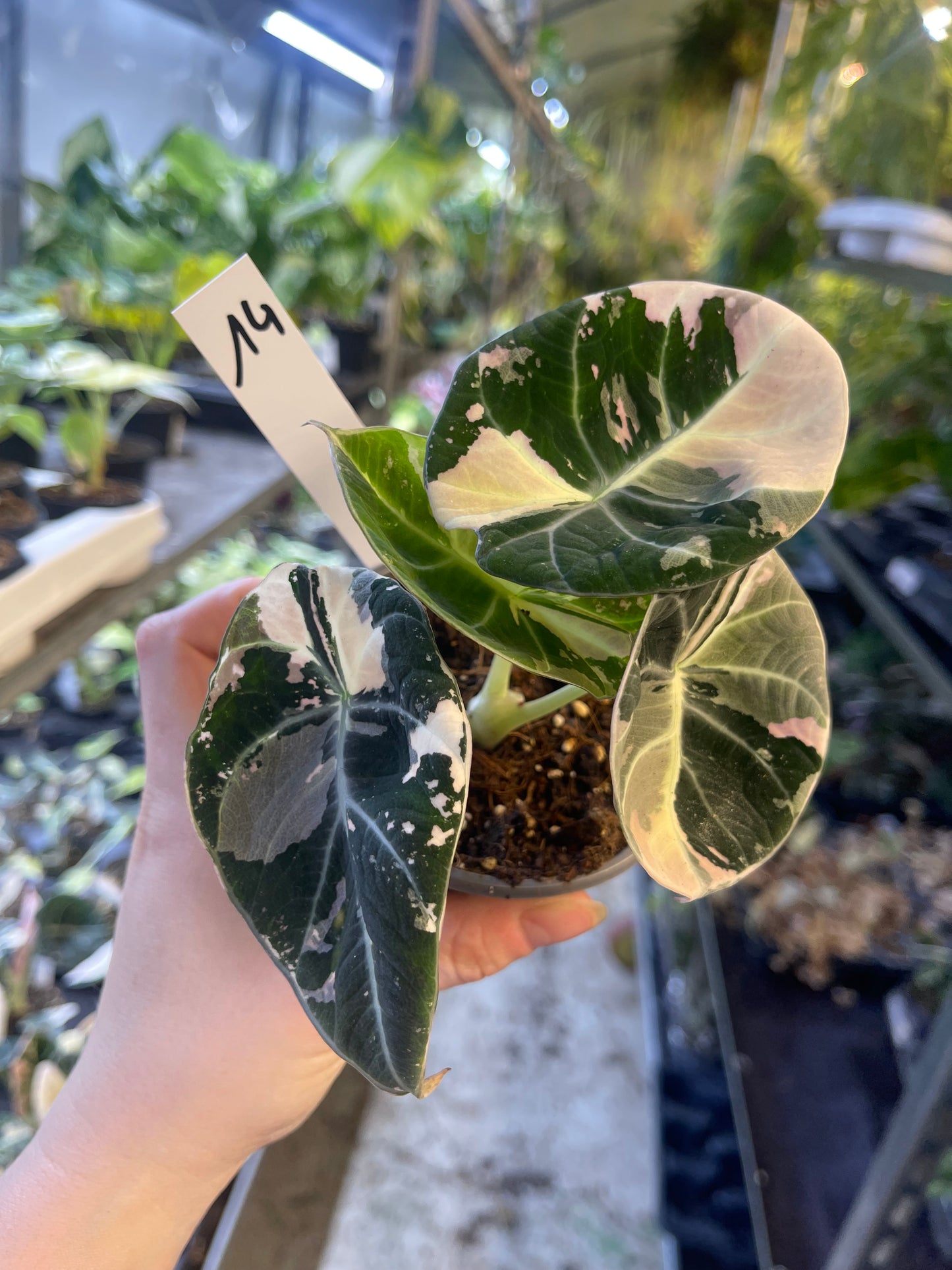 ALOCASIA BLACK VELVET PINK VARIEGATA M