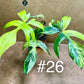 Philodendron Florida beauty