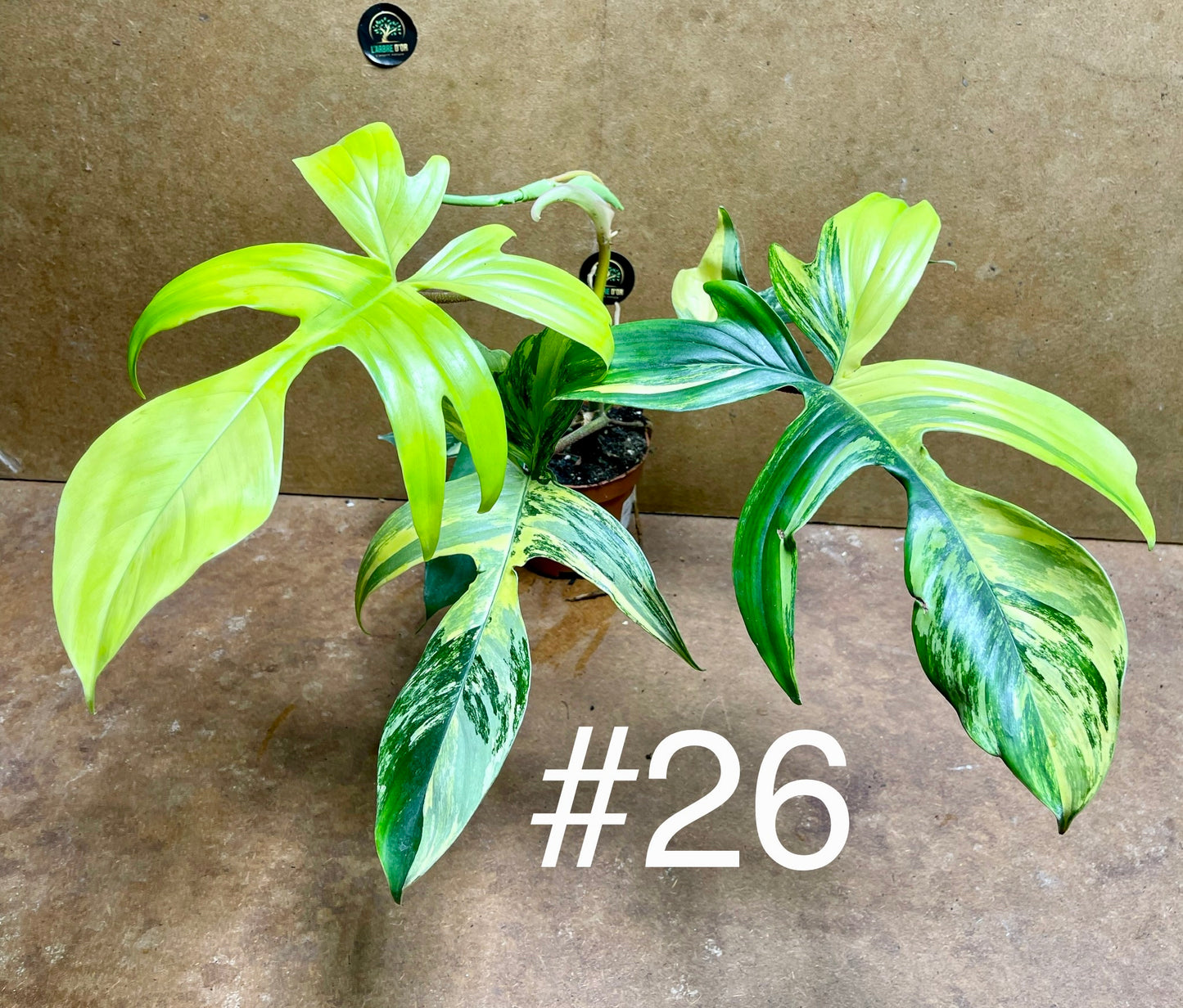 Philodendron Florida beauty