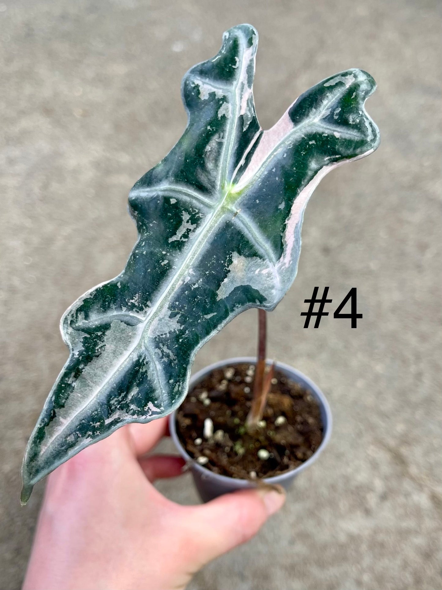 Alocasia sanderiana nobilis pink variegata NEW