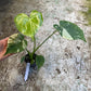 Monstera deliciosa thaï constellation M