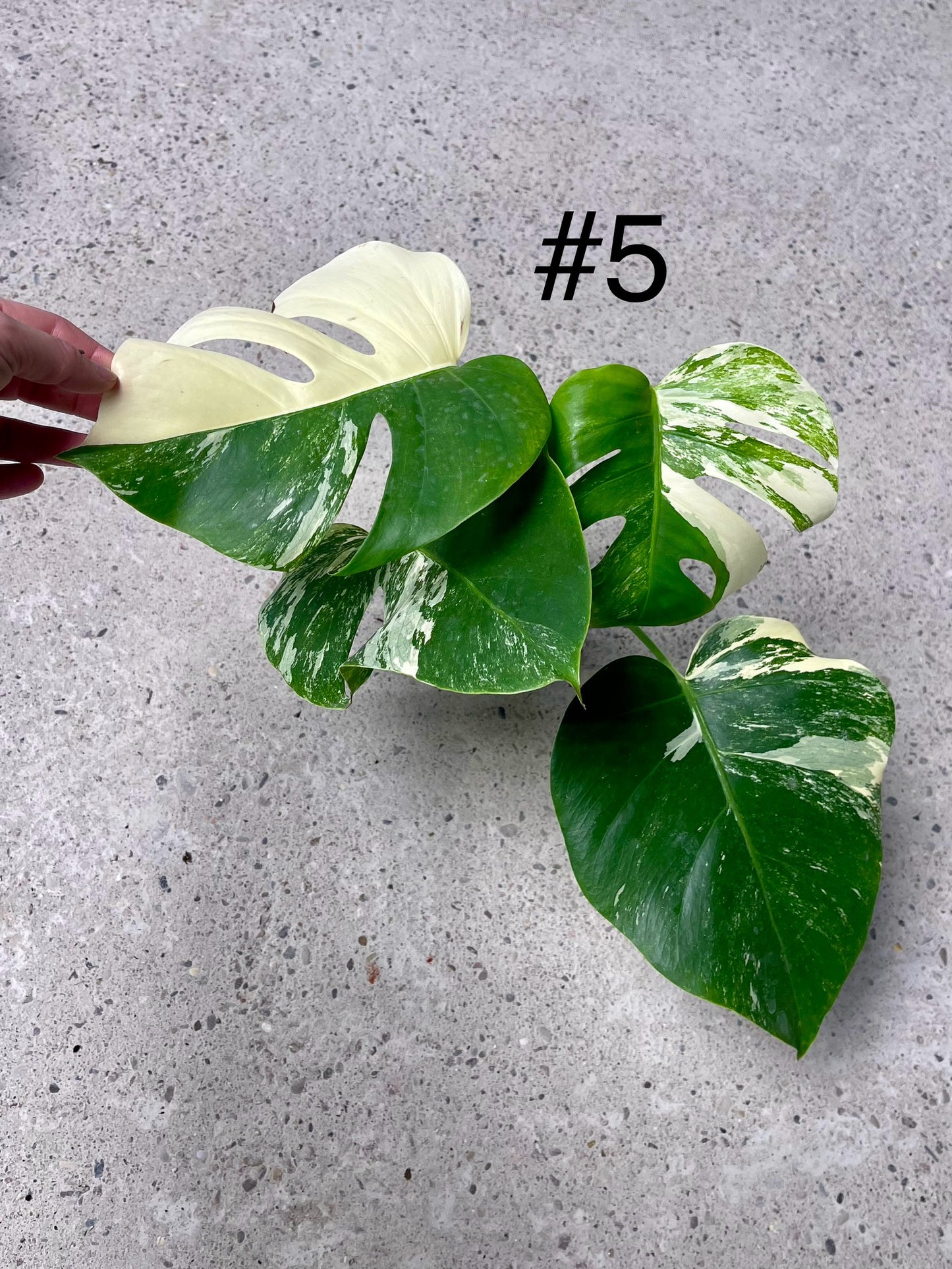 Monstera albo variegata NEW