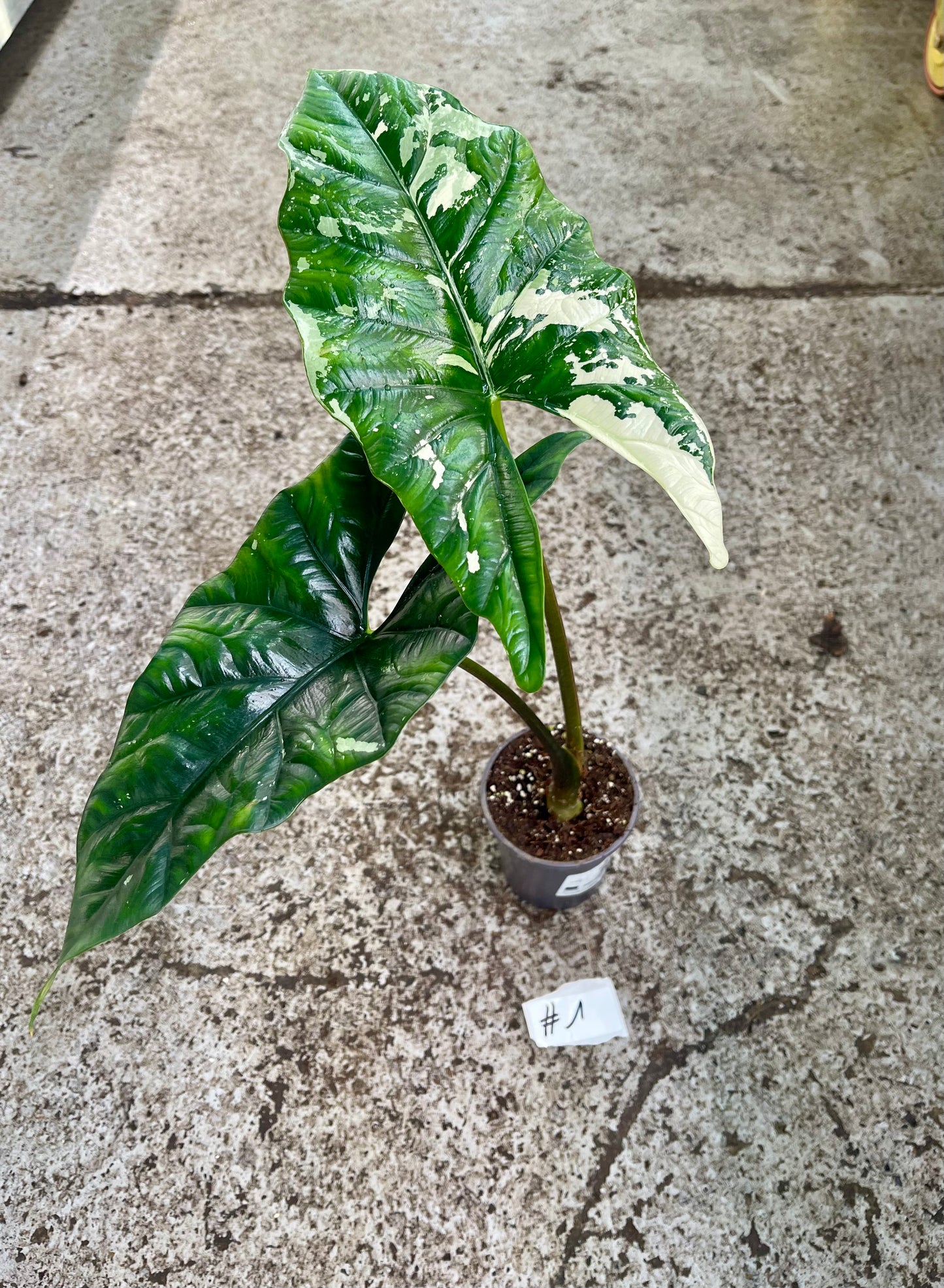 PLANTE A SAUVER