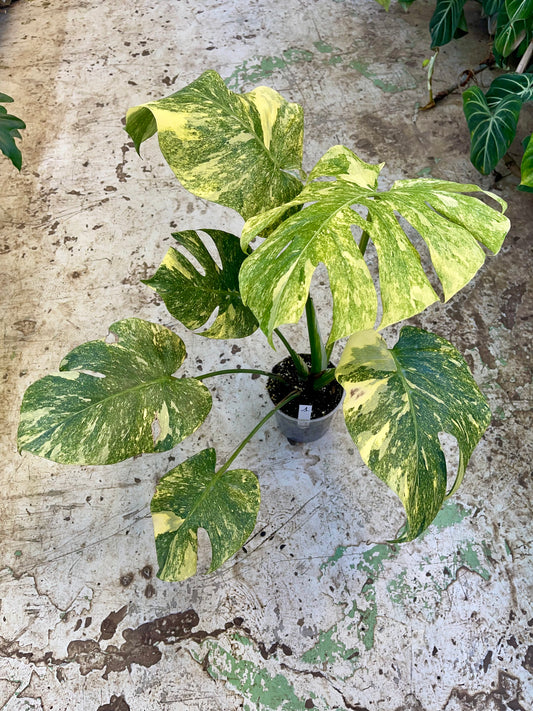 MONSTERA LEGACY L NEW