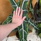 Alocasia longiloba sp Bornéo XL
