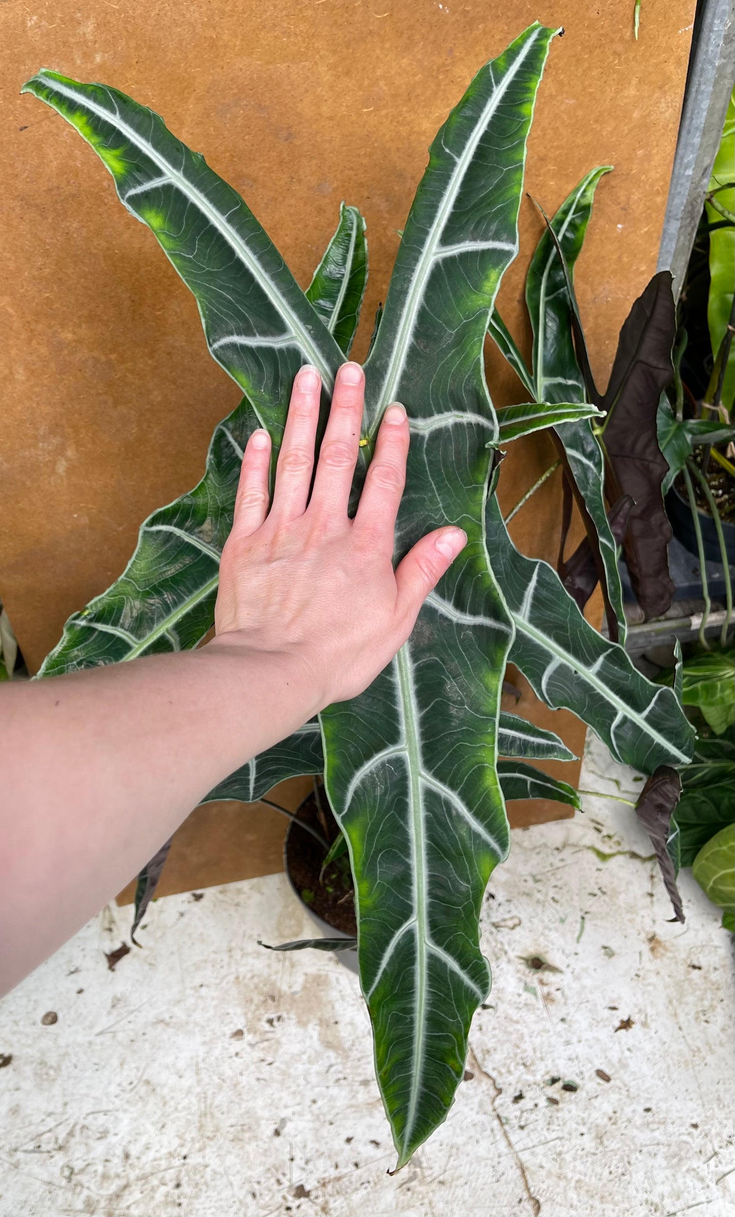 Alocasia longiloba sp Bornéo XL