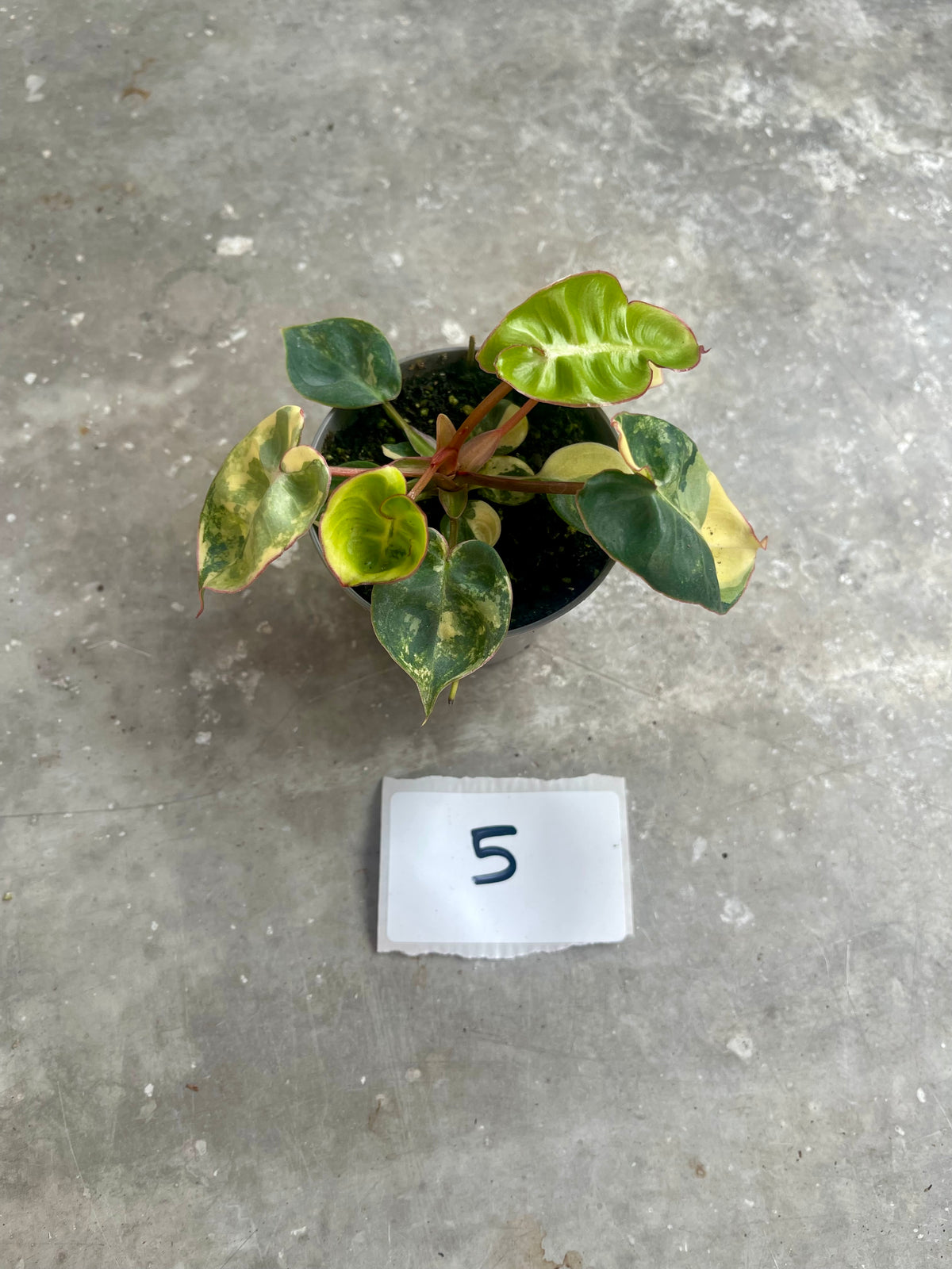 PHILODENDRON BILLIETIAE VARIEGATA