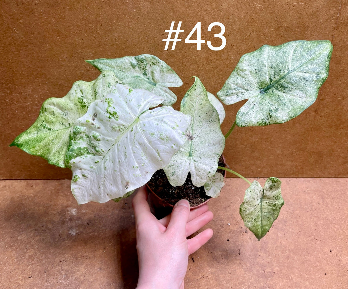 Alocasia macrorrhiza splash variegata tricolor / mint taille M – L ...