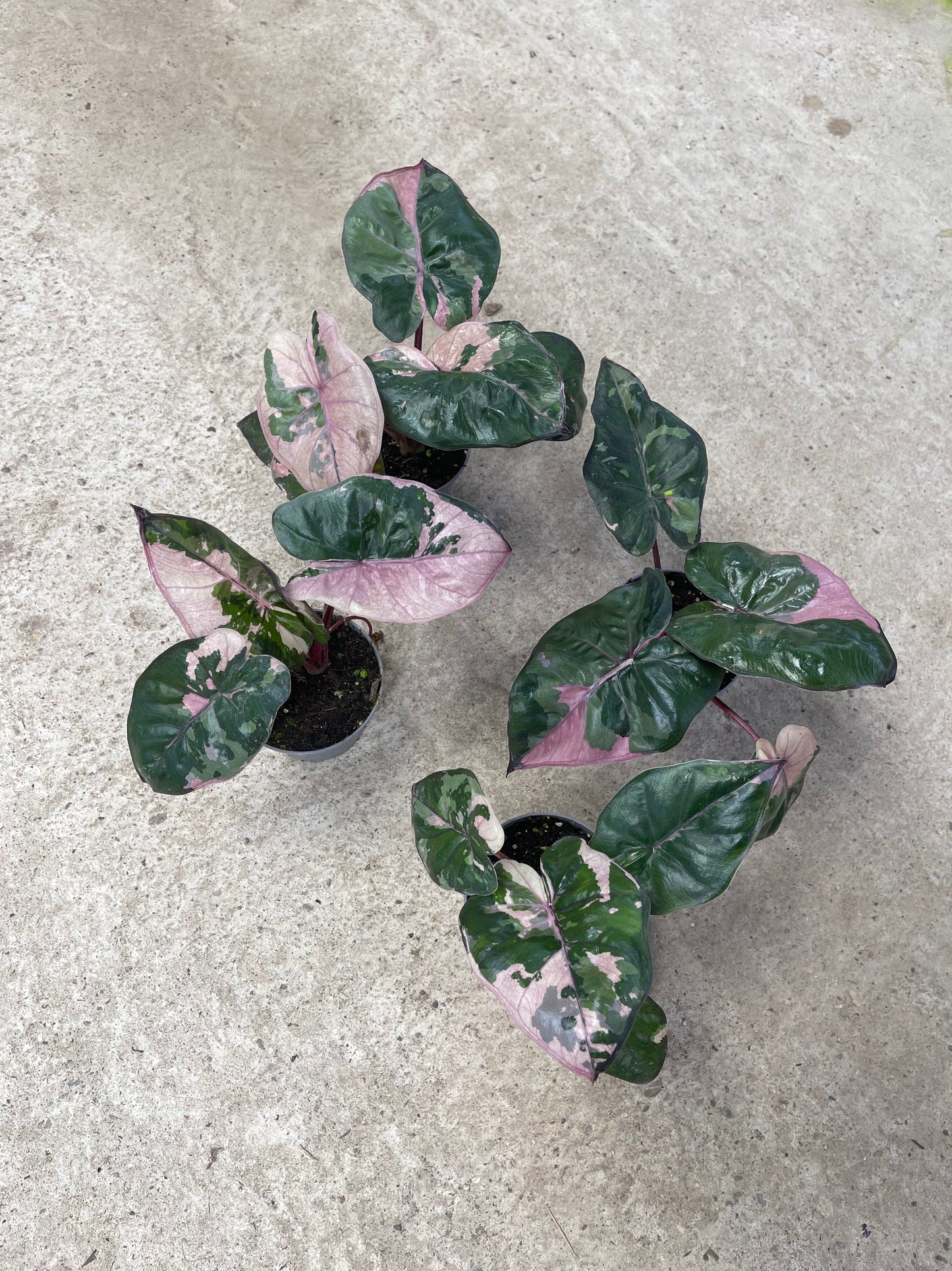 ALOCASIA YUCATAN PINK VARIEGATA