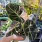 ALOCASIA BLACK VELVET PINK VARIEGATA M