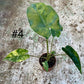 Alocasia shock treatment variegata L NEW