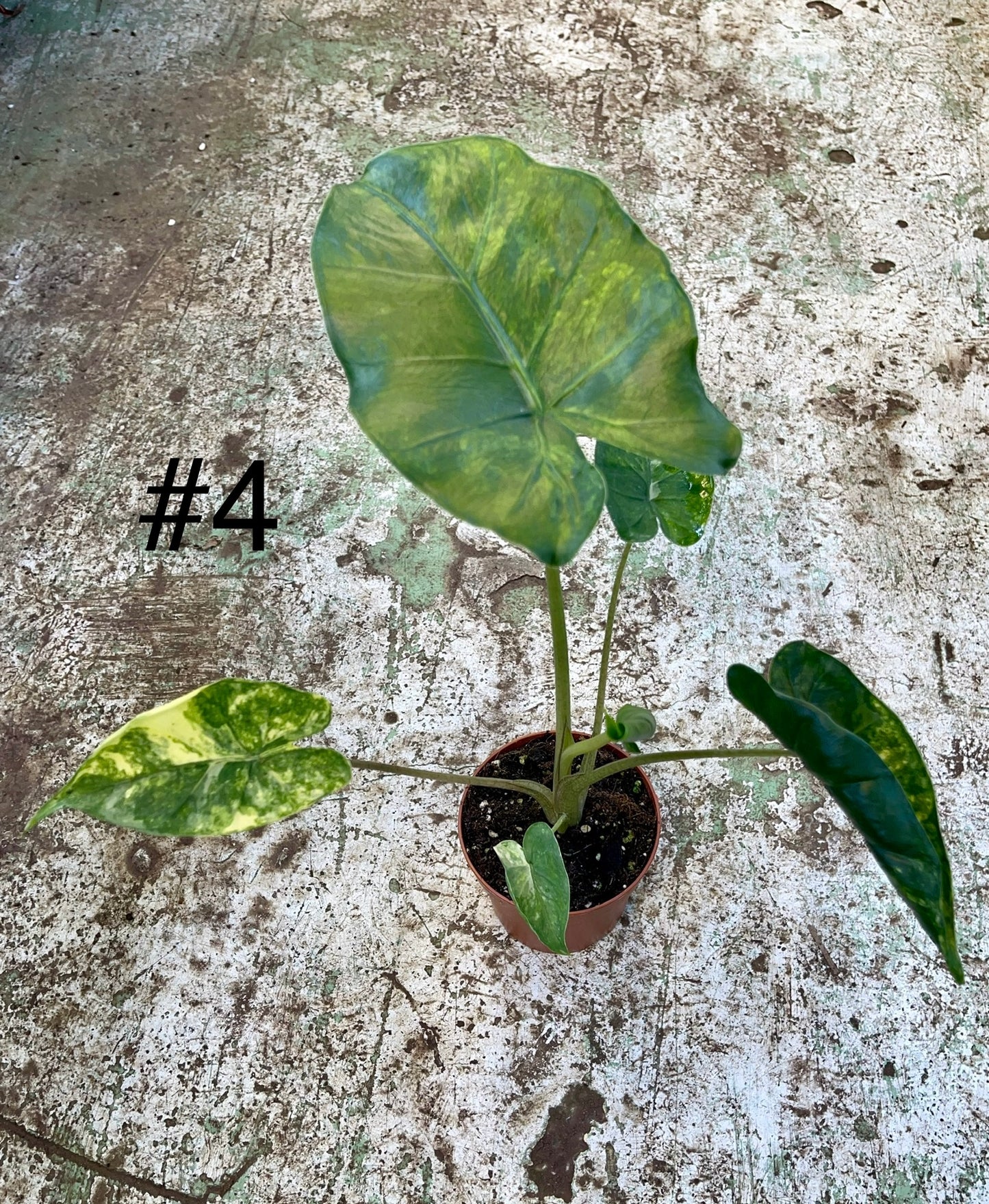 Alocasia shock treatment variegata L NEW