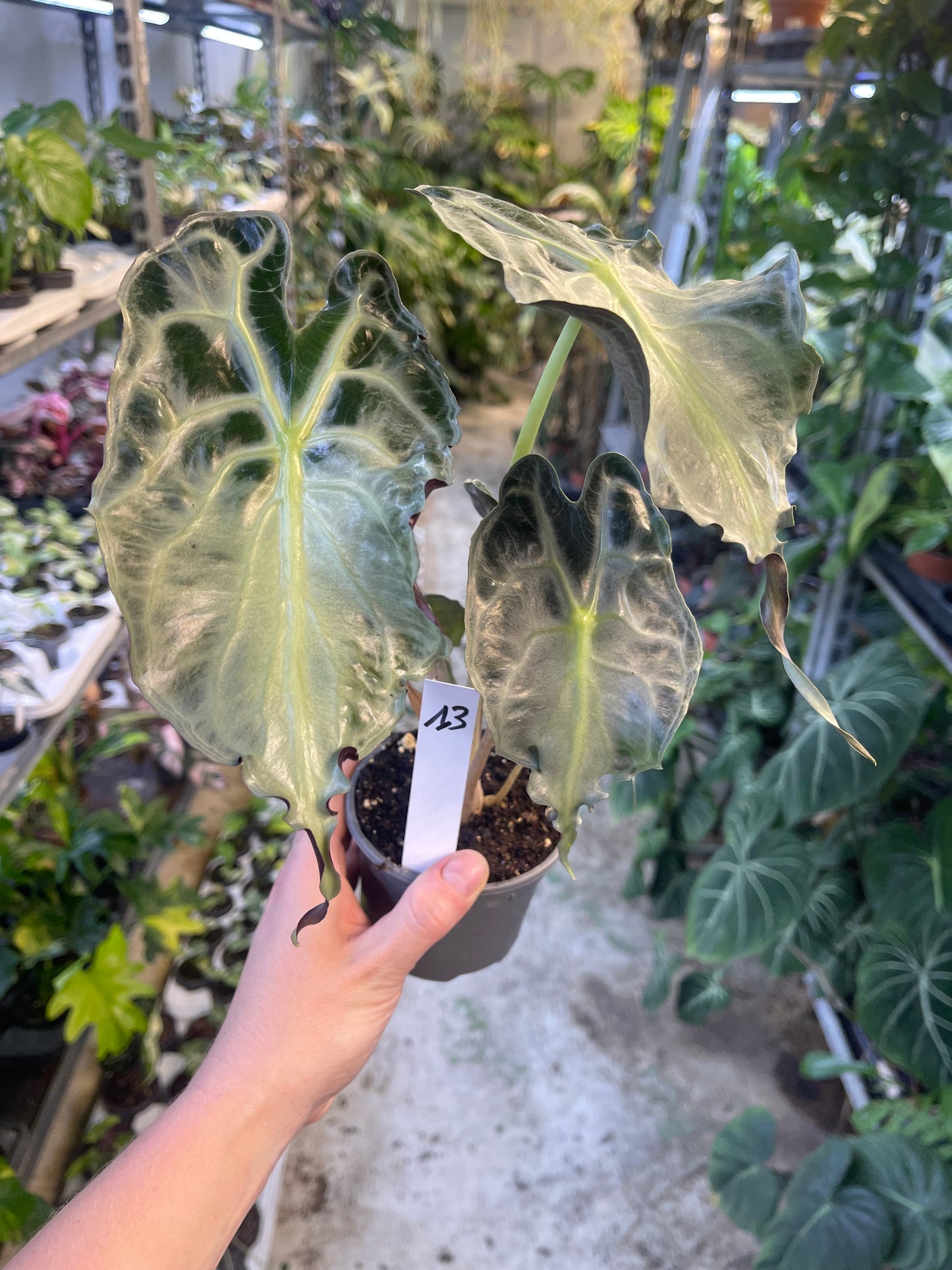 ALOCASIA VENOM L NEW