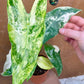Alocasia longiloba albo variegata