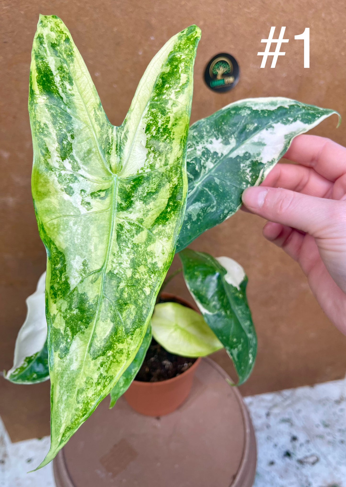Alocasia longiloba albo variegata