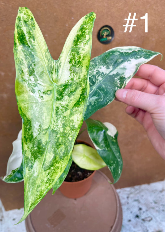 Alocasia longiloba albo variegata