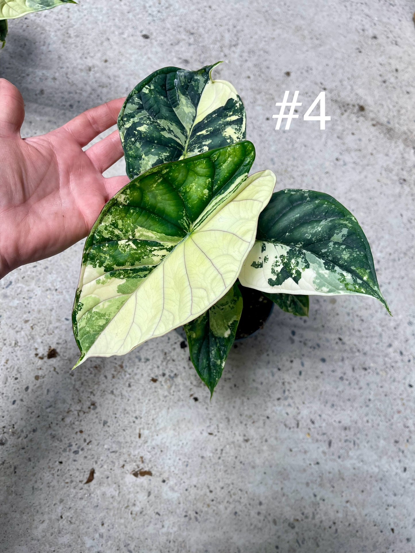 ALOCASIA DRAGON SCALE ALBO VARIEGATA  L