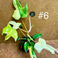 Philodendron florida beauty effet mint