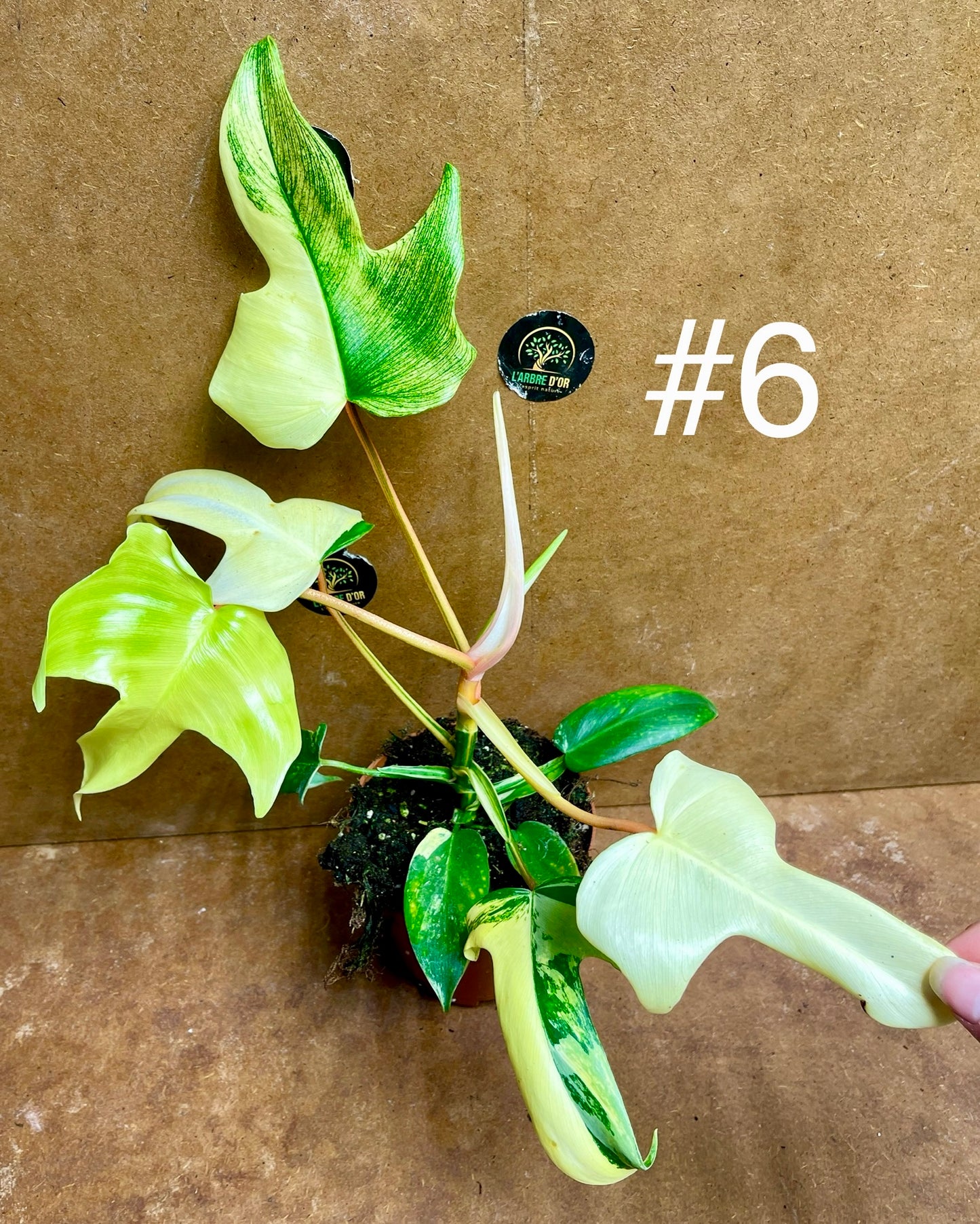 Philodendron florida beauty effet mint