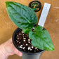 Anthurium Zara x Michelle x  Luxurians