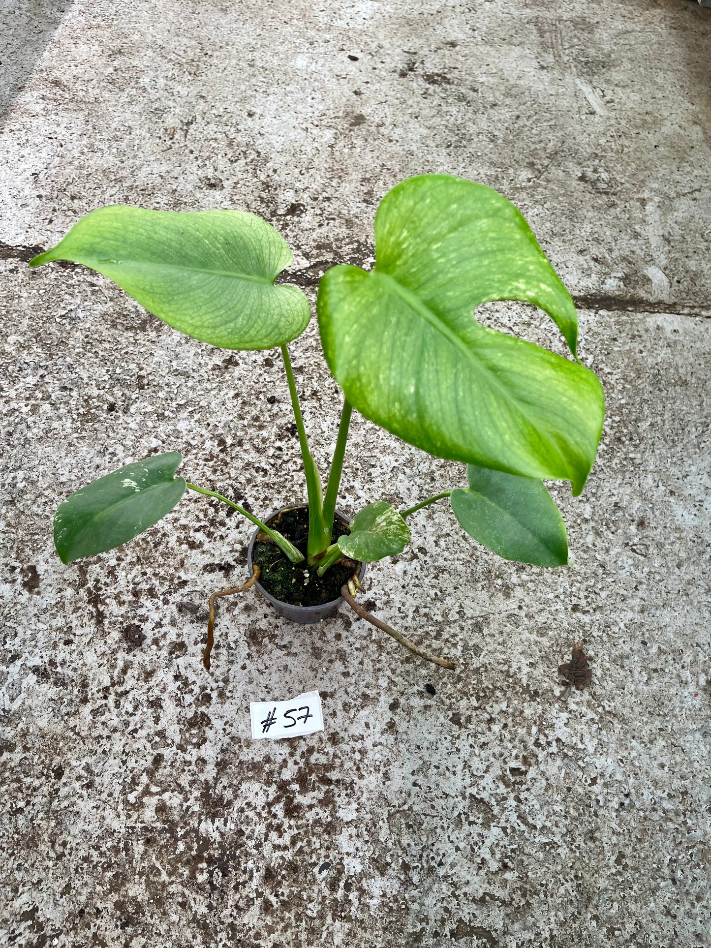 PLANTE A SAUVER
