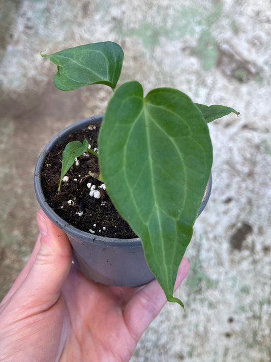 Anthurium delta force S