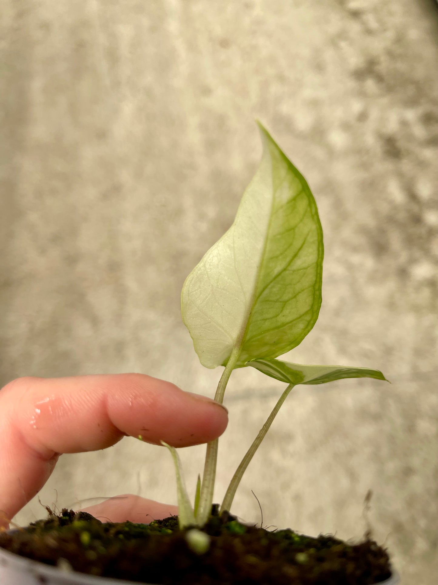 ALO.CASIA SCALPRUM ALBO MINT VARIEGATA