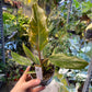 Philodendron caramel marble légère var M