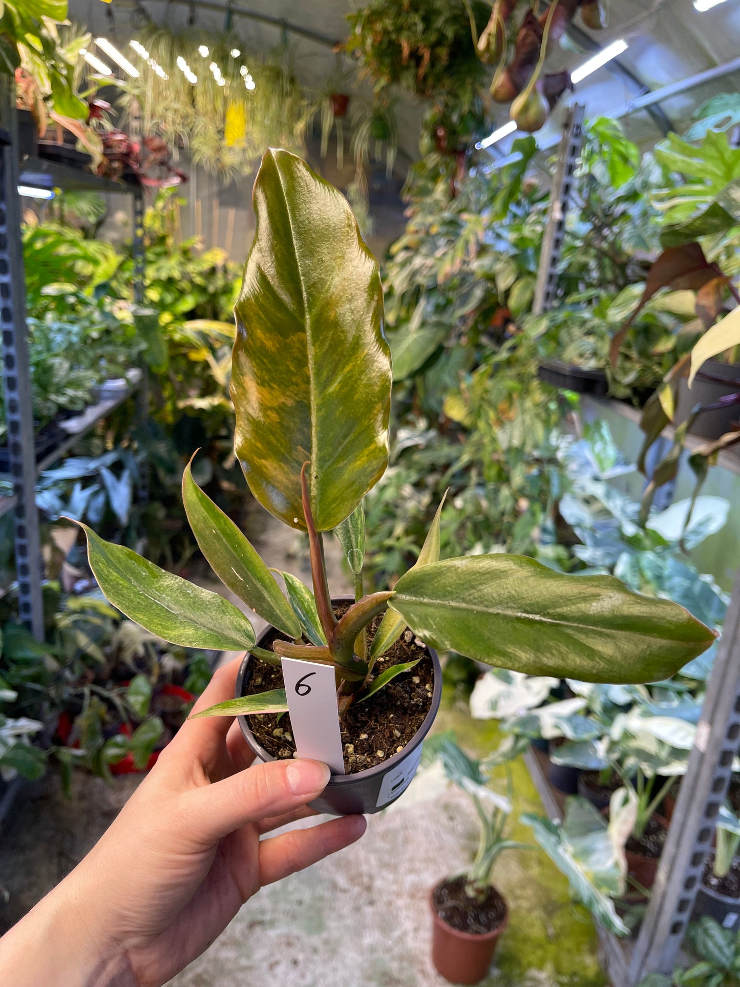 Philodendron caramel marble légère var M