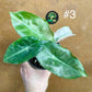 Alocasia pink dragon variegata