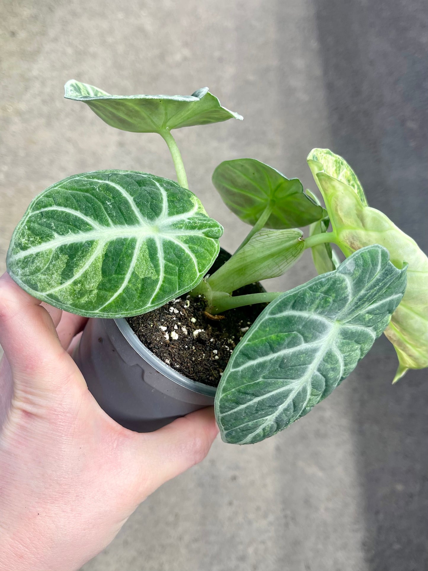 ALO.CASIA NINJA TRICOLOR PINK