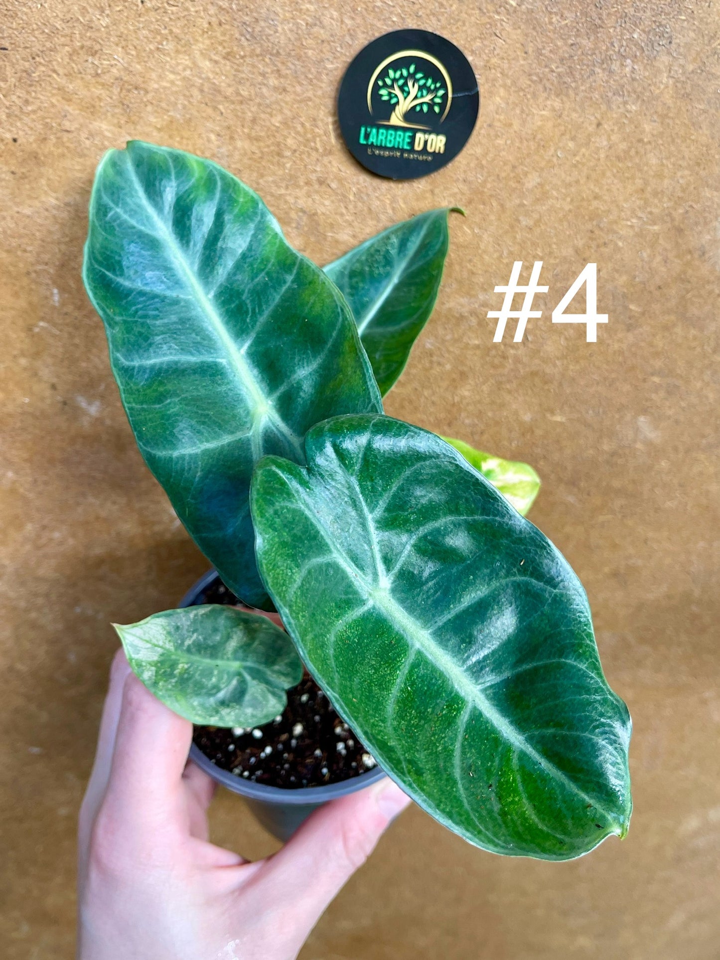 Alocasia pink dragon variegata